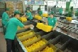 Ứng dụng tiến bộ khoa học kỹ thuật trong chế biến mủ cao su